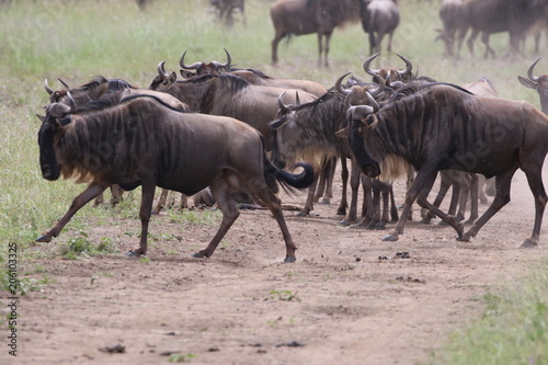 Great Migration Wildebeest Serengeti, Tanzania, Africa