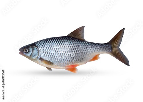 Freshwater freshwater roach fish. On a white background