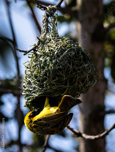 Weaver bird