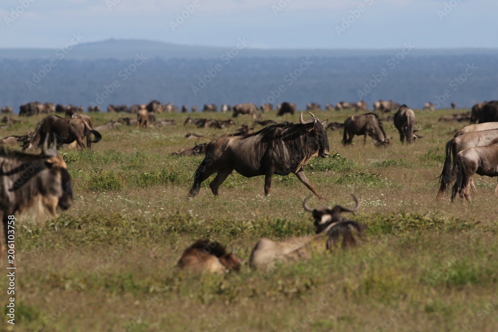 Fototapeta premium Great Migration Wildebeest Serengeti, Tanzania, Africa