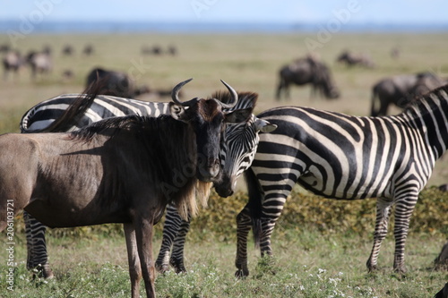 Fototapeta Naklejka Na Ścianę i Meble -  Zebras and Wildebeest, Serengeti, Tanzania