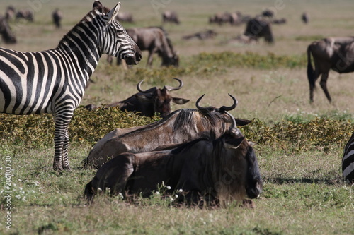 Fototapeta Naklejka Na Ścianę i Meble -  Zebras and Wildebeest, Serengeti, Tanzania