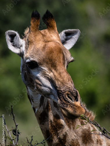 Giraffe at Kruger Park