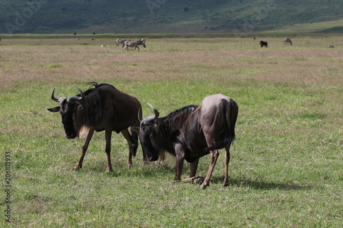 two wildebeest fighting, Savannah, Serengeti, Tanzania 