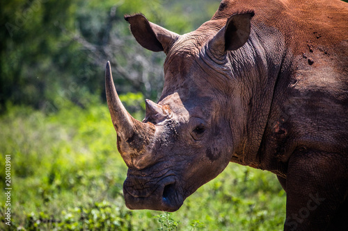 Rhino in Kruger Park