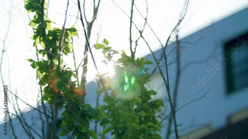 Beautiful flare through tree leaves 