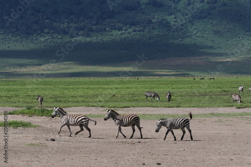 Zebras  Serengeti  Tanzania