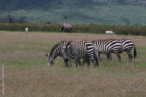 Zebras  Savannah  Serengeti  Tanzania