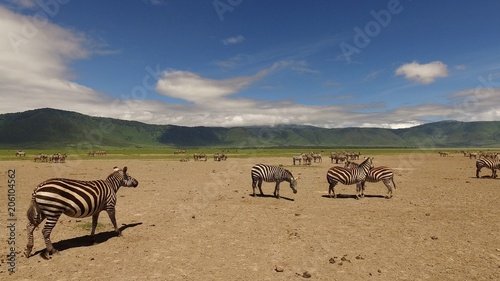 Zebras  Serengeti  Tanzania  Africa