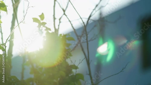 Beautiful flare through tree leaves 