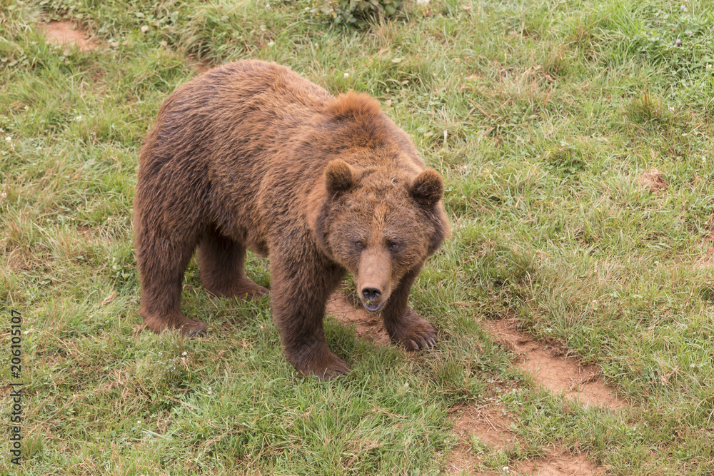 brown bear on the grass brown bear on the grass