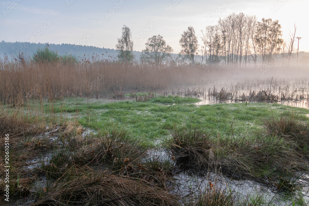 Sunrise on a marsh, bog in fog, wet bright green grass, springtime landscape