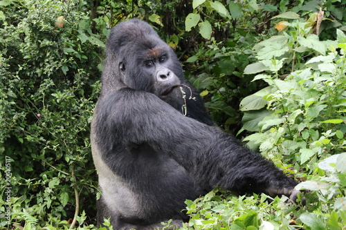 Mountain Gorilla, Silverback out of the forest. Democratic Republic of Congo, Africa