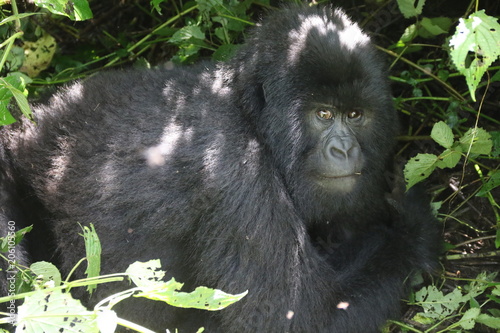 Moutain Gorilla, Silverback, Democratic Republic of Congo, Africa