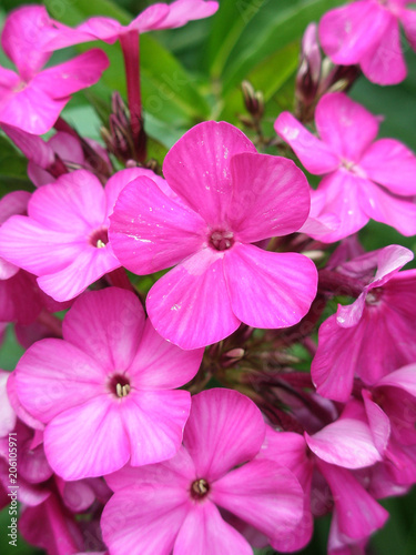Bright pink flowers of phlox
