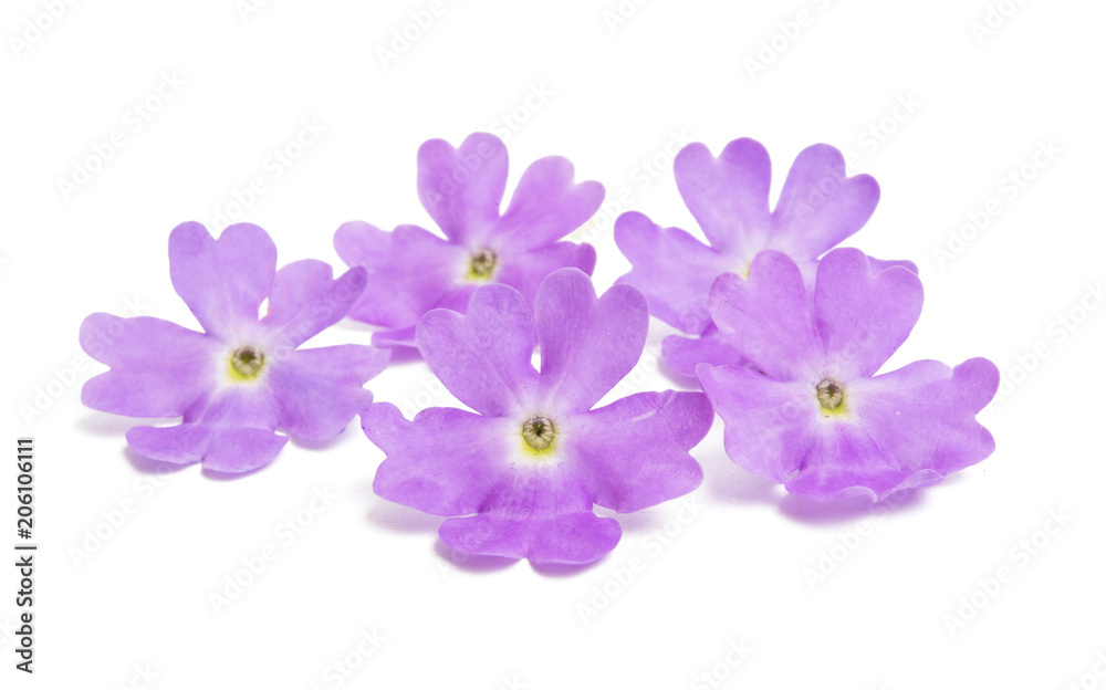 Verbena flowers isolated Verbena flowers isolated