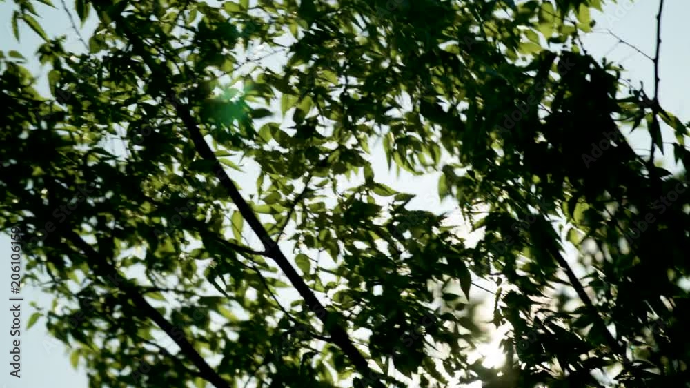 Beautiful flare through tree leaves 