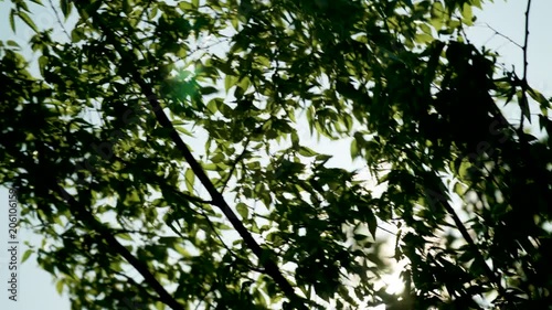Beautiful flare through tree leaves 