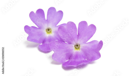 Verbena flowers isolated