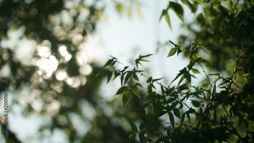 Beautiful flare through tree leaves 