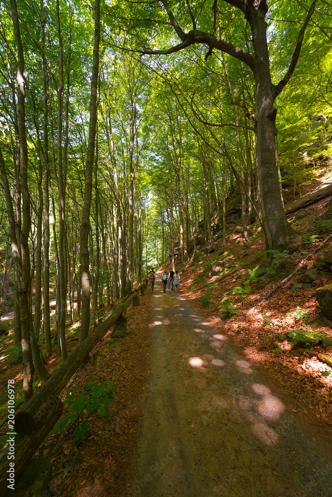 Wald Wald