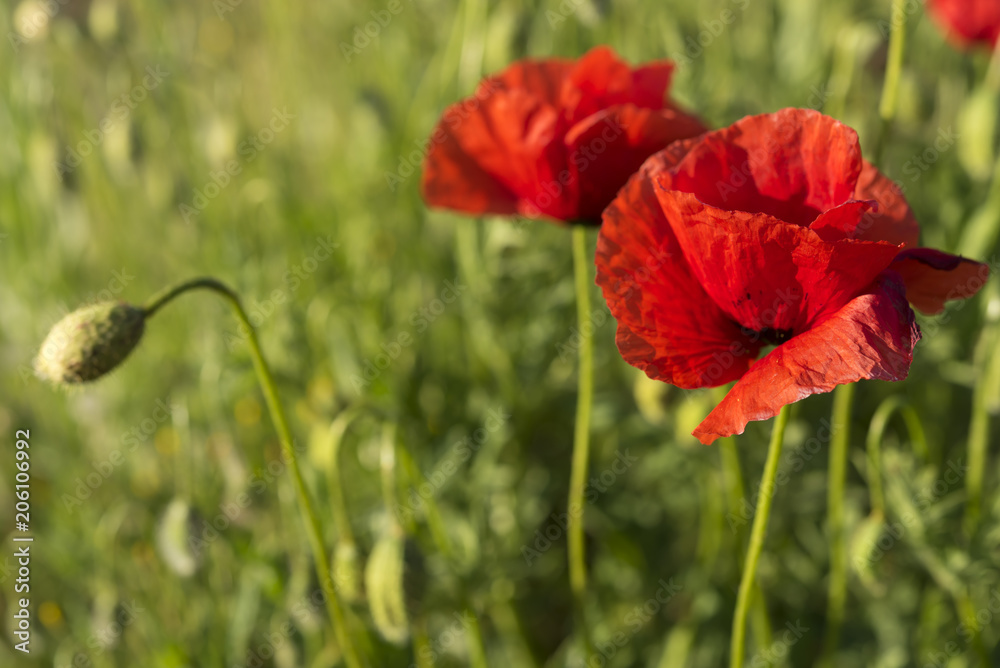 Naklejka premium Two blossomed red poppies and one button on the green meadow in sunny day in Ukraine