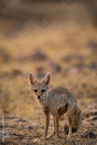 A sub adult fox from Ranthambore National Park