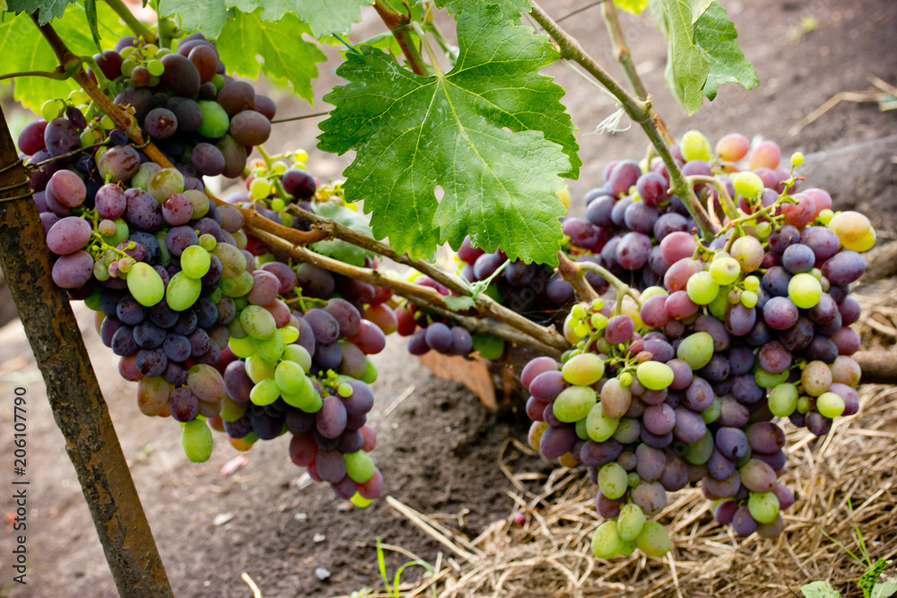 Fresh grapes growing on branches in a garden