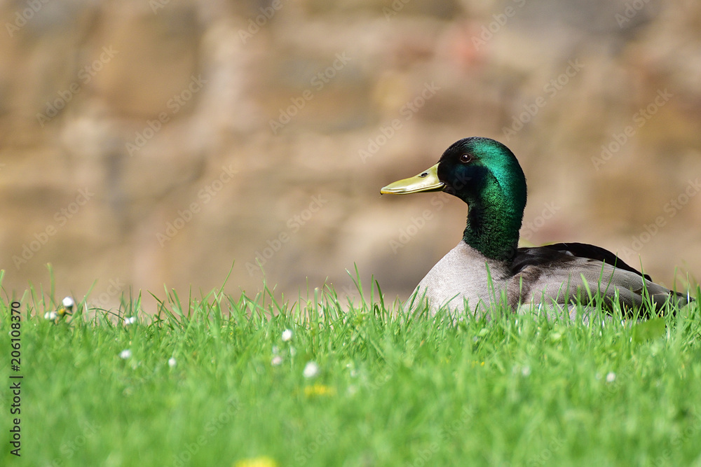 Stockente sitzend