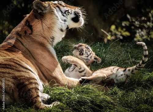 Photography Marwell Tigers