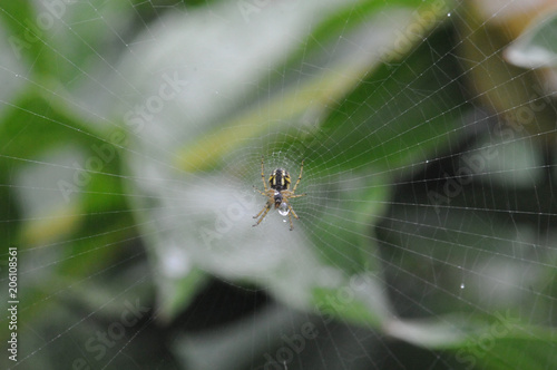 spider and web close-up