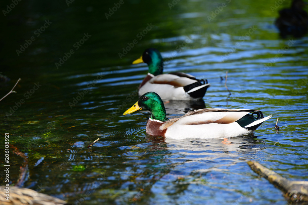 Wild geese in natural habitat, Germany Wild geese in natural habitat, Germany