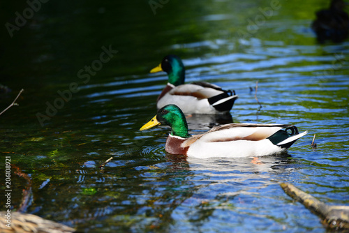 Wild geese in natural habitat, Germany © vahanabrahamyan