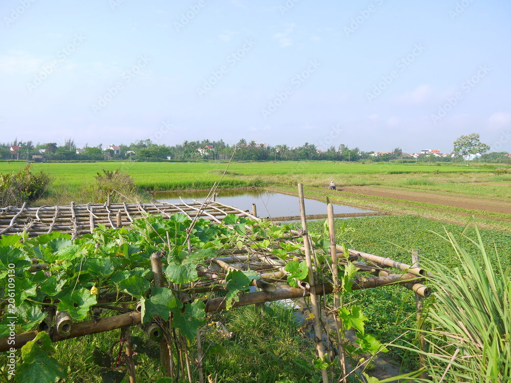 Melon vines on bamboo pergola and beautiful landscape with houses and farmer working in the field early morning in Hoi An