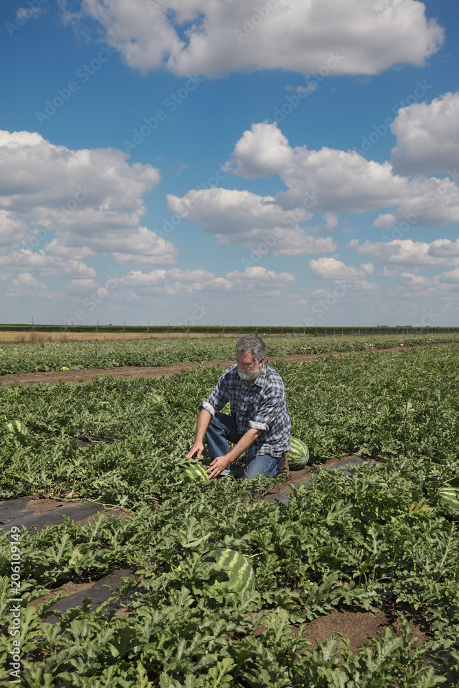 Farmer or agronomist examining watermelon fruit and plant in field Farmer or agronomist examining watermelon fruit and plant in field