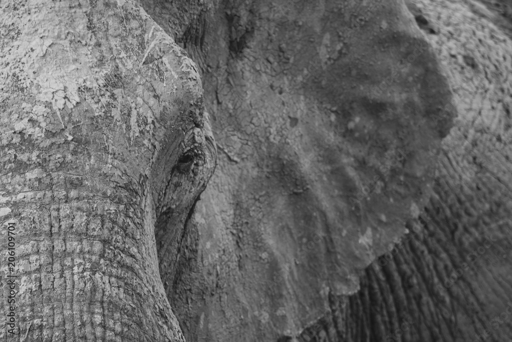 Obraz premium Abstract Elephant