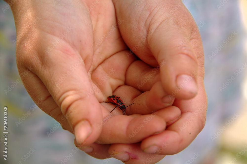 Beetle Pyrrhocoris apterus in the palms of a small child