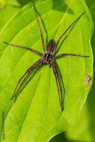 A Long Legged Spider Resting on a Leaf