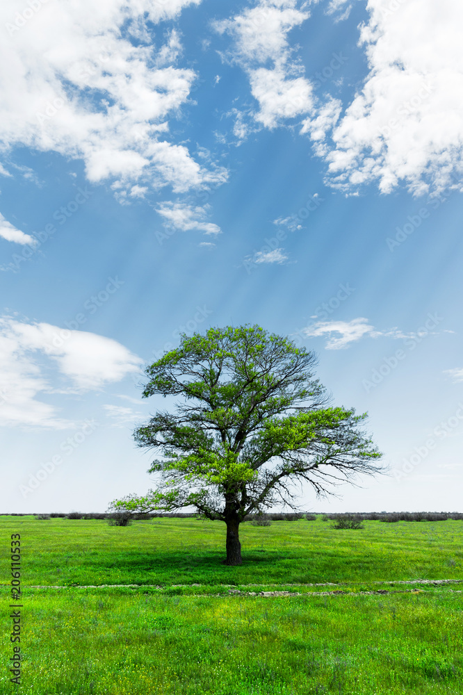 Obraz premium Spring landscape lonely green oak tree on a green field of lush grass against a blue sky background of sun rays and white clouds. The concept of ecology