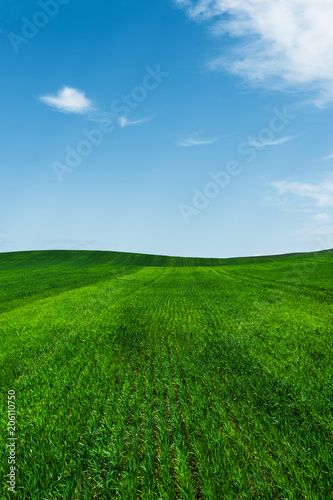 A green wheat field against a blue sky with clouds. Juicy Ful Color Green
