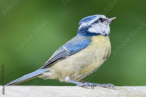 Blue Tit Fence