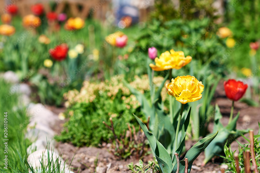 Blossomed flowers of a Tulip on a personal plot. Blossomed flowers of a Tulip on a personal plot.