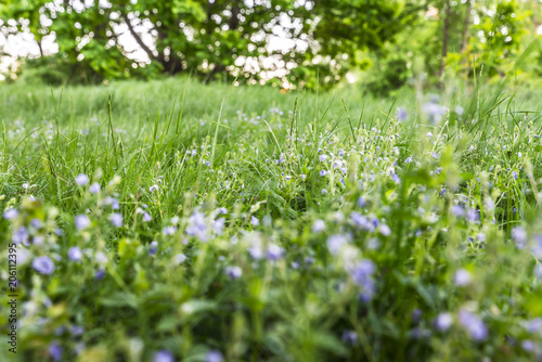 Fototapeta Naklejka Na Ścianę i Meble -  голубые лесные цветы на поляне в траве