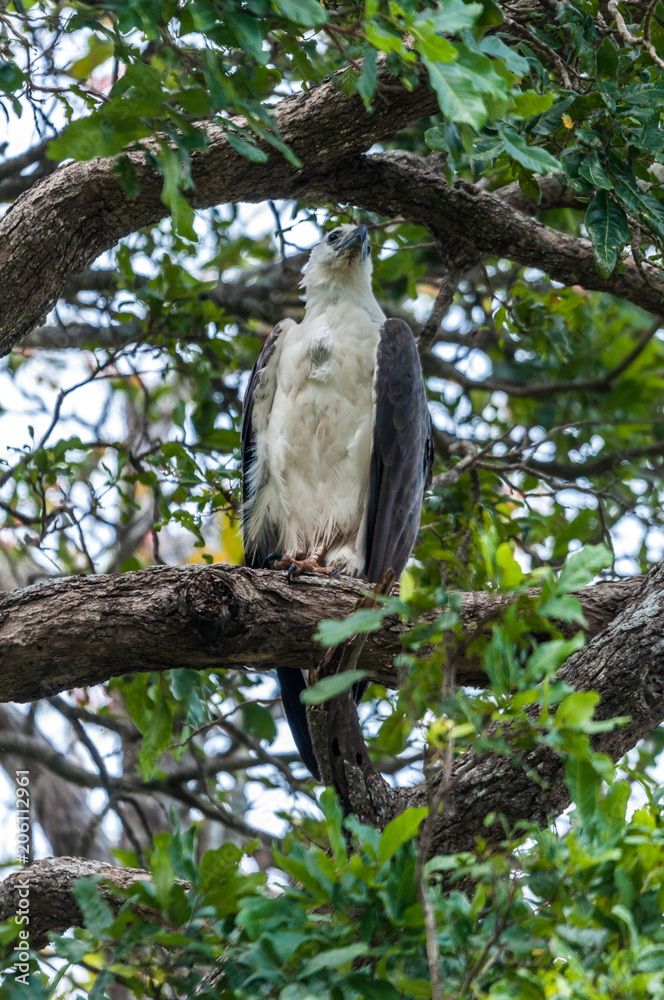Eagle on the branch, National Park of Sri Lanka Eagle on the branch, National Park of Sri Lanka