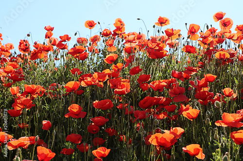 Garching  Germany May 21  2018 - Bavarian spring  bright red poppies against blue sky