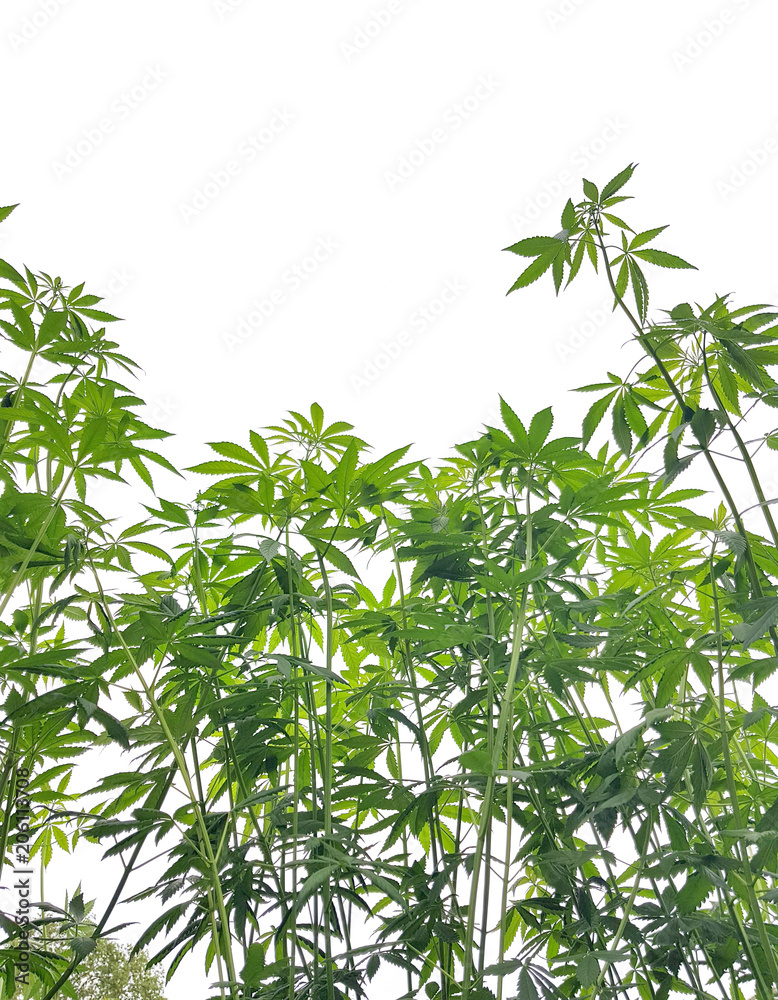 Fresh green leaf healthy marijuana plant, cannabis plant growing on white background.