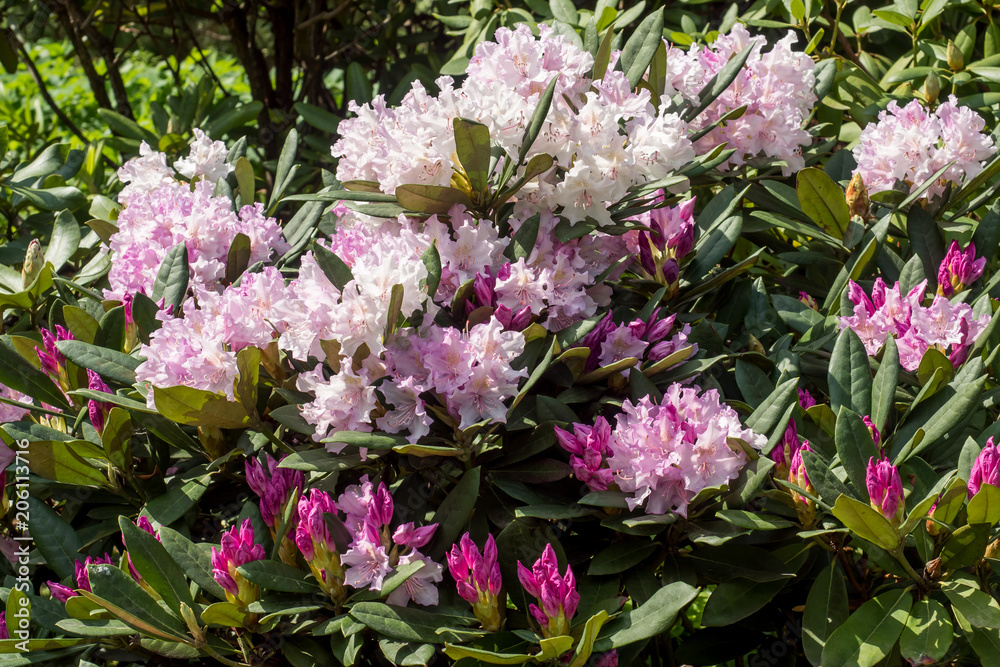 Flowering young coniferous trees in the spring in the forest. Selective focus