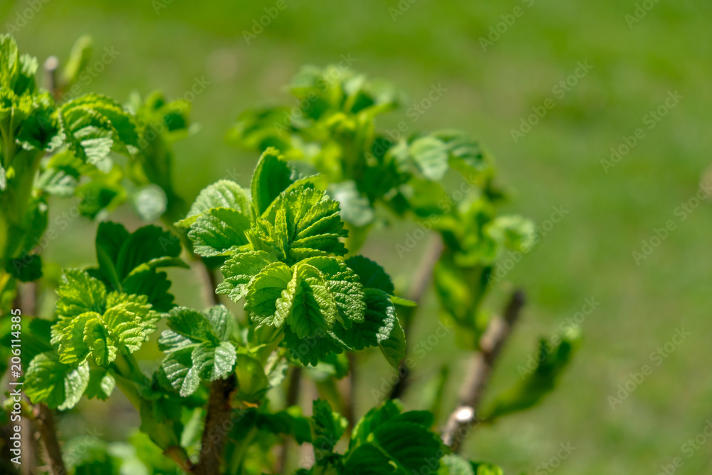 Green Mint leaves close-up Green Mint leaves close-up