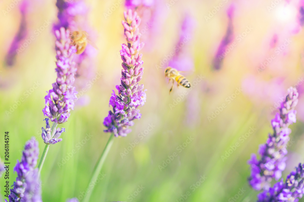 Obraz premium Lavender field, lavenders flowers with honey bee on the flowers at sunlight in a soft focus, pastel colors and blur background. Violet lavender field in Provence france famous place.