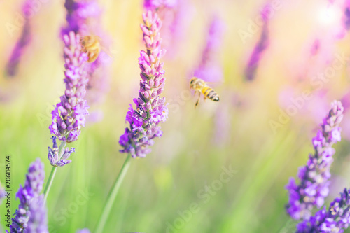 Lavender field  lavenders flowers with honey bee on the flowers at sunlight in a soft focus  pastel colors and blur background. Violet lavender field in Provence france famous place.